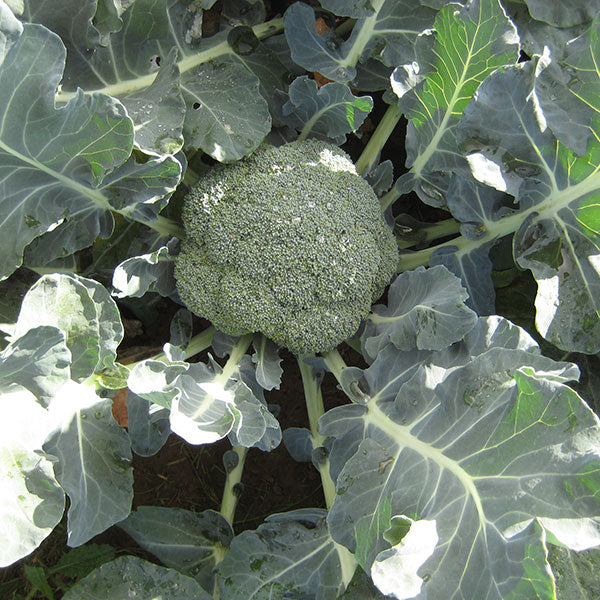 Broccoli Calabrese Marathon F1 100 Seeds