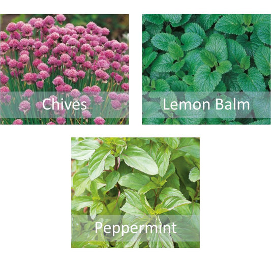 Herb Seeds Chives Peppermint & Lemon Balm - Garden Pots Kitchen Indoor