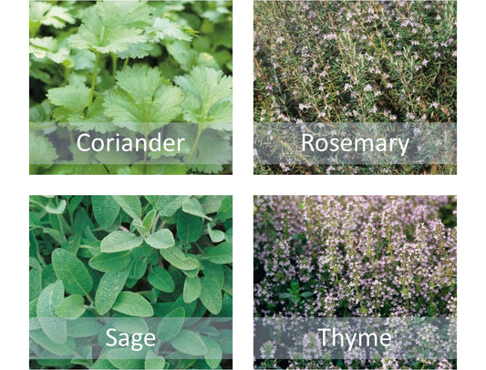 Herb Seeds Collection - Coriander Rosemary Thyme Sage - Indoor Kitchen or Garden