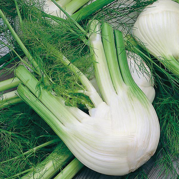 Fennel Di Firenze 250 Seeds - Mr Fothergills