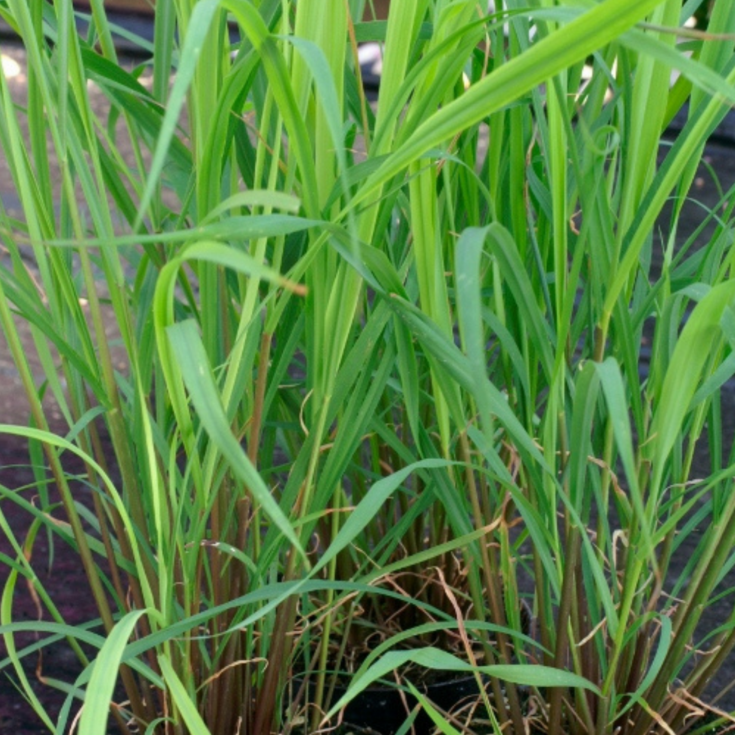 Lemon Grass 50 Seeds