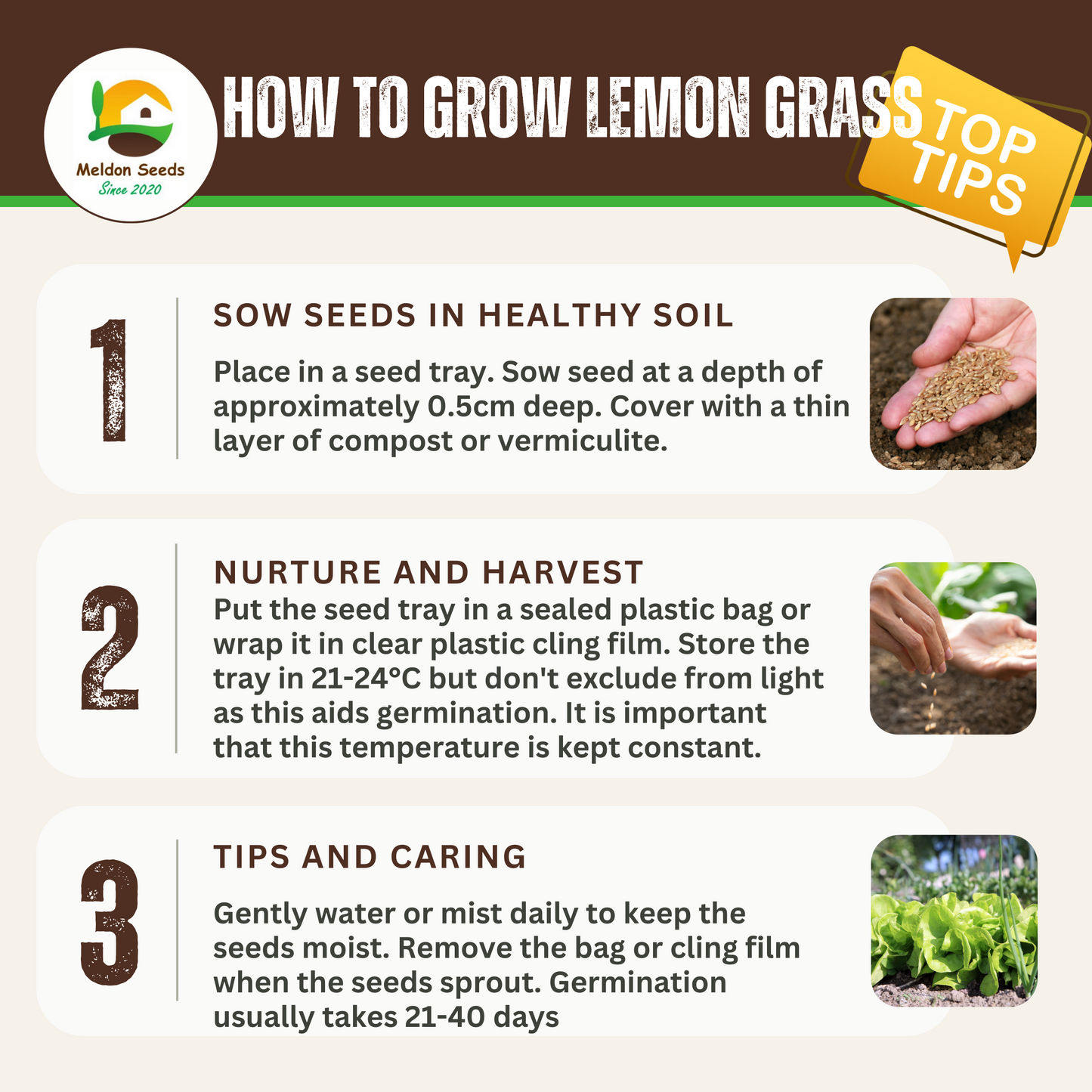 Lemon Grass 50 Seeds