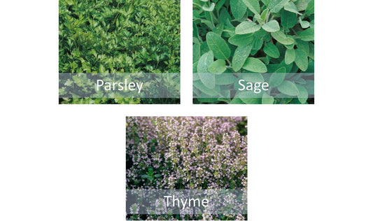 Herb Seeds Set Parsley Thyme & Sage - Indoor Kitchen Garden Grow Your Own