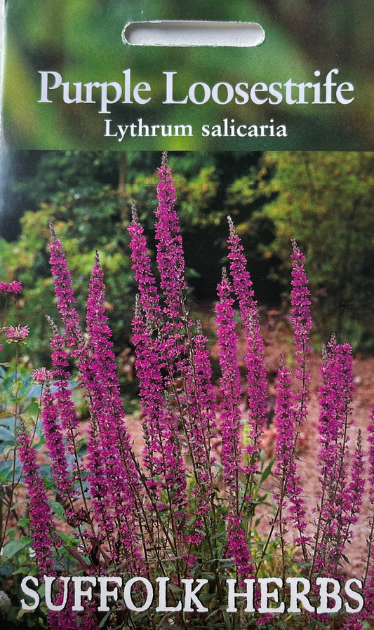 Purple Loosestrife 1500 Seeds